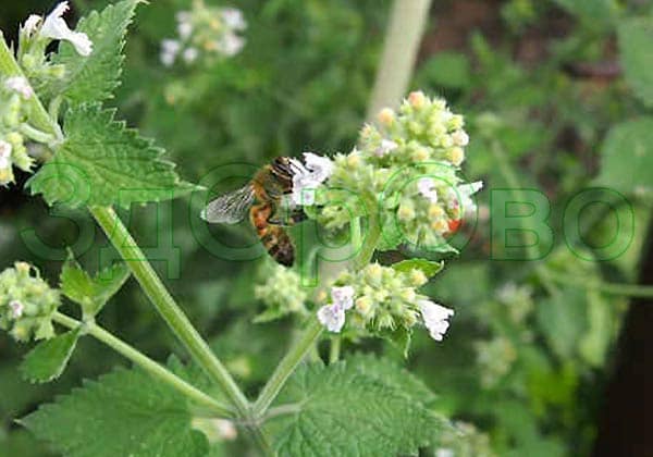 Мелисса. Лечебные свойства и противопоказания