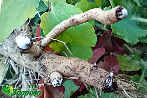 сок одуванчика