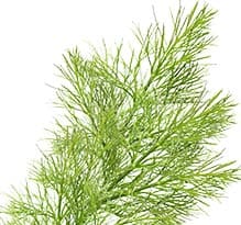 Укроп польза и вред