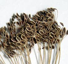 Семена укропа польза и вред