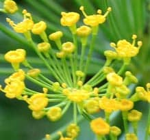 Семена укропа польза