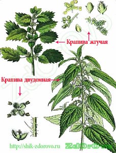 Чем полезна крапива