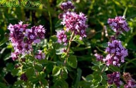 Душица. Лечебные свойства и противопоказания
