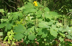 Чистотел. Фото растения