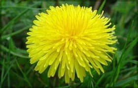 Свойства одуванчика