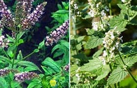 мята и мелисса фото