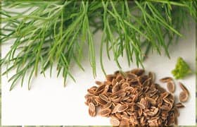 Польза укропа