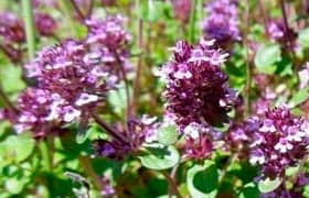 тимьян, чабрец