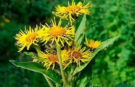 Девясил высокий