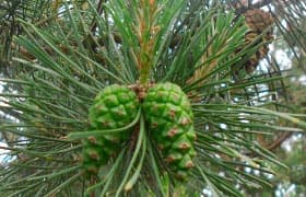 Сосновые шишки лечебные свойства и противопоказания