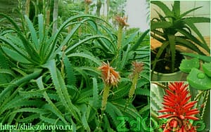 Алоэ древовидное - столетник. Фото