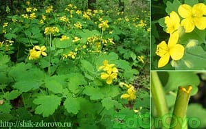 Чистотел. Фото