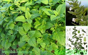 Мелисса. Фото растения