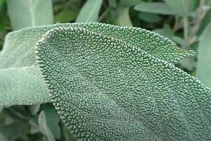 лист шалфея