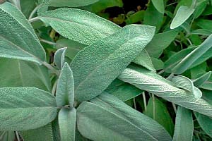 листья шалфея