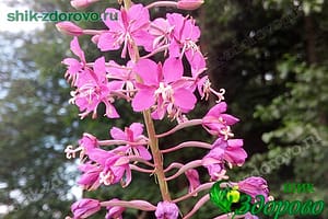 Цветки кипрея