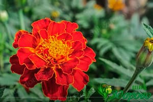 красный цветок бархатцев лечебный