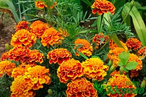 бархатцы красно-желтые