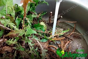 Для кофе из одуванчика моем корни