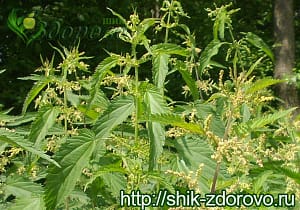 Крапива двудомная свойства и противопоказания
