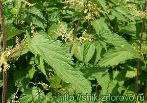 Крапива лечебные свойства и противопоказания