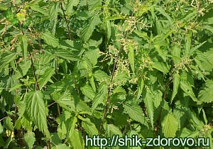Крапива польза и вред