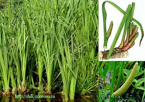 Фото аира болотного