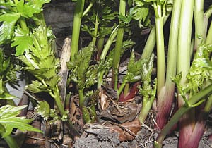 Любисток полезные свойства