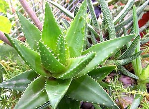 чем полезно Алоэ Вера