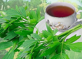 свойства любистка