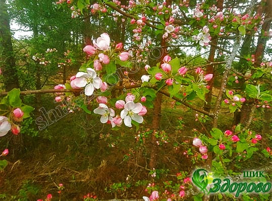 растения полезные для человека