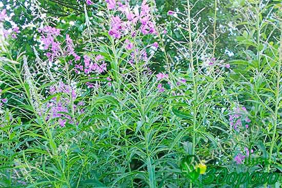 Кипрей узколистный