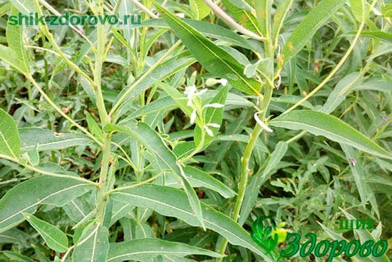 Листья иван-чая