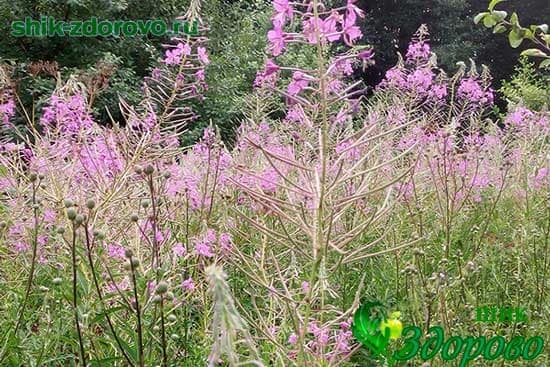 Как выглядит иван-чай