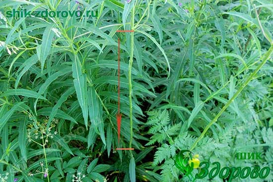 Как собирать листья иван-чая