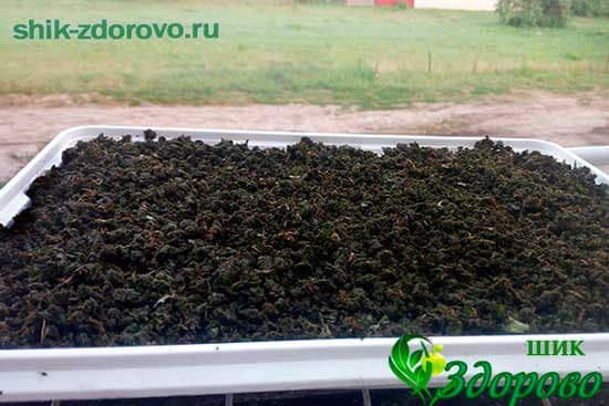 ферментирование иван-чая в домашних условиях