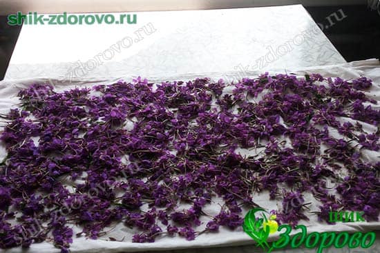 как сушить цветы иван-чая