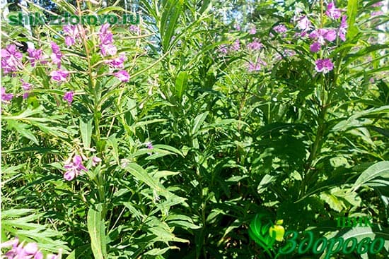 Когда собирать иван-чай