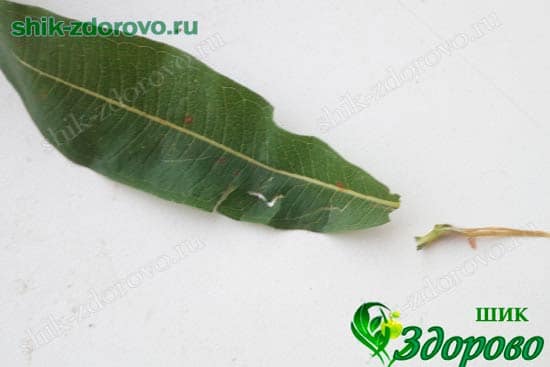 Лист кипрея