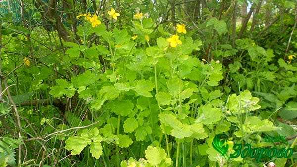 Полезные свойства чистотела