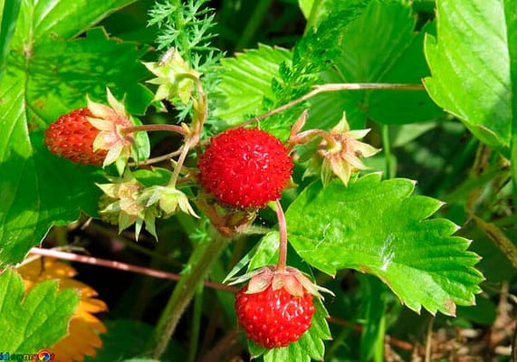 земляника лесная