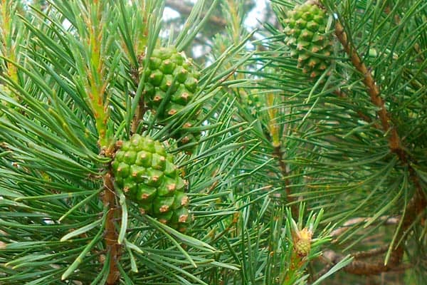 когда собирать шишки сосны