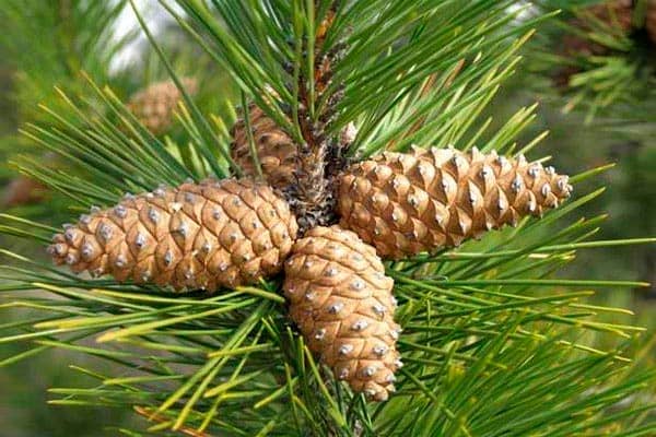 Шишка второго года жизни