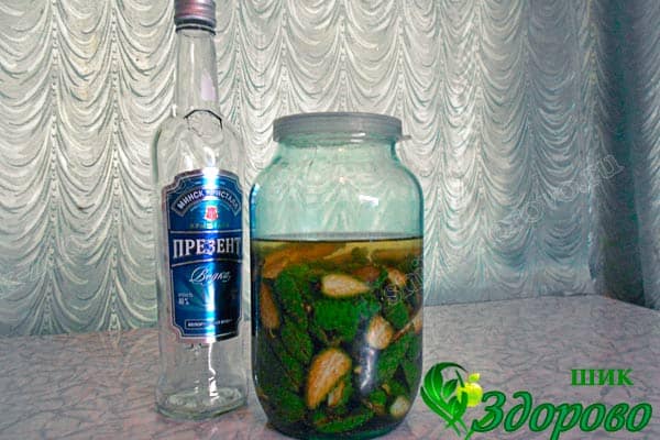 настойка из сосновых шишек рецепты