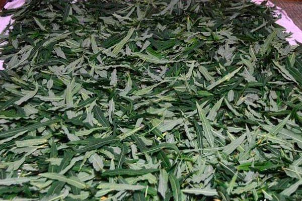 Подвяливание листьев