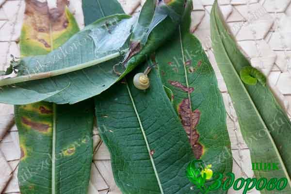 Подготовка к ферментации