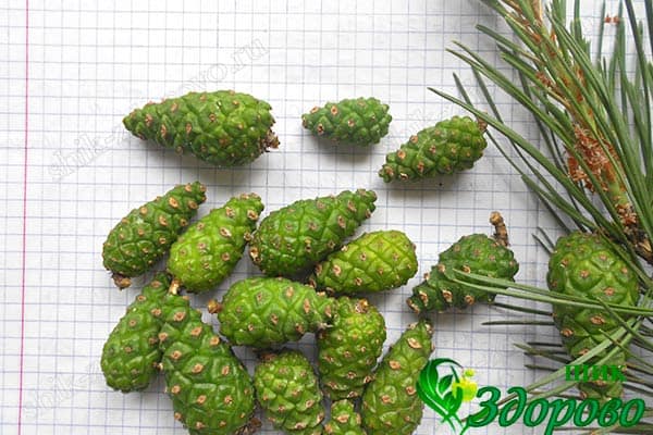 Зеленые шишки для варенья