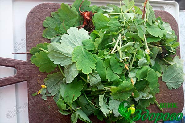 Заготовка сока чистотела