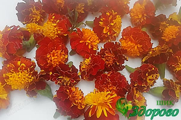 как сушить бархатцы