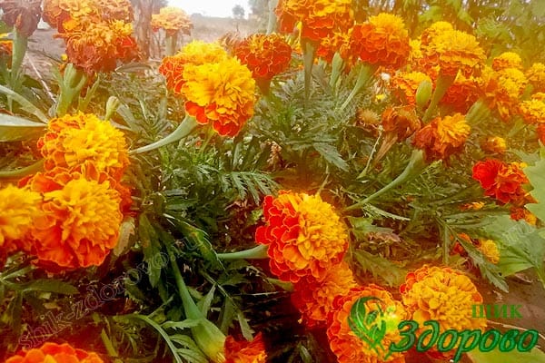 цветки бархатцев - польза в косметологии